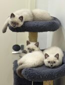 BKH Kitten suchen Zuhause in 14169