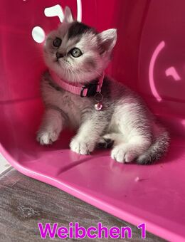 Kitten BKH Weibchen Männchen Brtisch Kurzhaar Katzenbaby - Solingen (Klingenstadt)