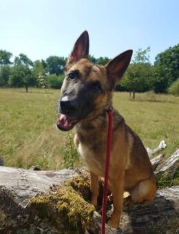 Xena vermißt -IHREN- Menschen - Völklingen