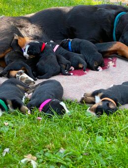 Swissydog Welpen: Große Schweizer - Appenzeller Welpen - Brannenburg