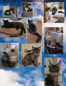 Maine Coon Kitten mit herausragendem Stammbaum suchen ein neues liebevolles zu Hause. in 4914