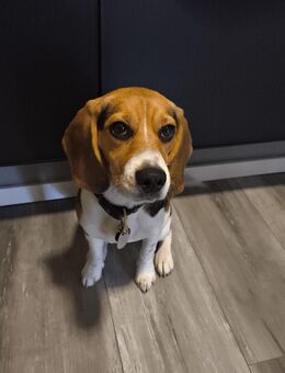 Beagle Hündin 6 Monate - Castrop-Rauxel