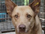 Kumo sucht dringend ein Zuhause - Kallmünz