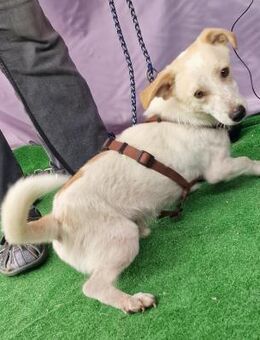 Buddy - aufgeschlossen und lieb - Westerholt