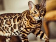 Suche Bengal Kitten (Vor Reservierung möglich) - Ostfildern