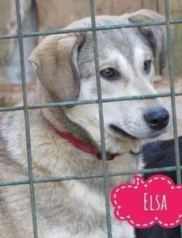 Elsa ein gutmütiger zarter Traum - Mannheim