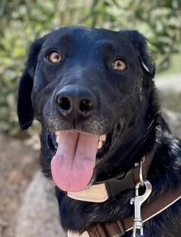 BROWNIE - sie taut immer mehr auf - Dänischenhagen