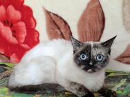 Heilige Birma Katze weiblich - Löhne