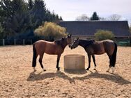 großzügiger Pferdehof mit Reithalle, Reitplatz und 29 Boxen - Hohenmocker