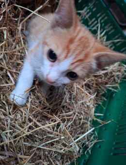 Katzenbabys dürfen ausziehen - Aurich