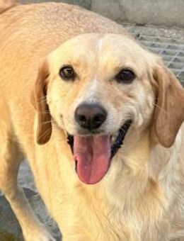 NINA SOFIE-eine arme Seele braucht Hilfe - Regensburg