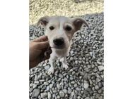 Samu - Pflegestelle oder Zuhause gesucht - Oberwies