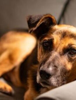 JÜRGEN - menschenbezogener Senior - Kallmünz