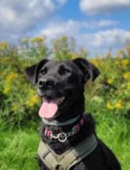 Unsere Schöne schwarze Lexi sucht.... - Kallmünz