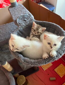 3 Katzenbabys BKH - Oberrot