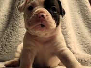 Old english Bulldog Welpen - Witzleben