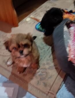 Shi tzu/tschiwawa Welpen - Hassendorf