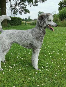 Wurfplanung Großpudelwelpen SILBER - Borken