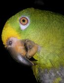 Gelbscheitelamazone in 54329