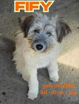 Fify - Team Aliz - Rinteln