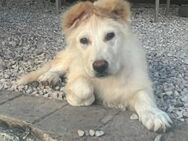 Cliff junger Herzensbrecher sucht! - Salzwedel (Hansestadt) Zentrum