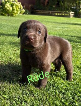 Reinrassige Labradorwelpen - Walsrode
