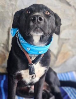 KIKE - alleine an der Mauer.... - Kempen