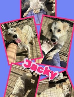 Hübsche Jacky- bald auf PS! - Nürnberg