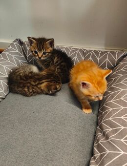 Katzenbabys Kitten - Bruck (Oberpfalz)