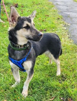 Bruno sucht ein liebevolles Zuhause - Saarbrücken