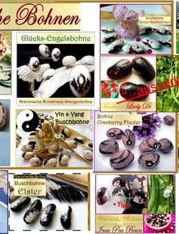 ♥ Bohnen Raritäten Samen,Indianer,Engel,Dalmatiner,Yin&Yang Elster Glücksbohne Garten Tulpenstolz Alte Sorten - Hamburg