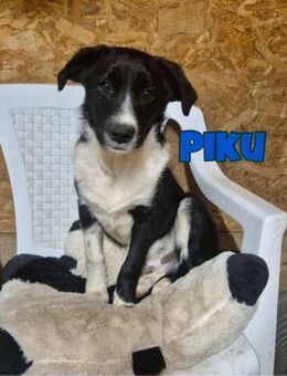 Piku sucht sein Zuhause oder Pflegestell - Neuberg