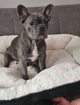 Französische Bulldogge welpen (Wurfankündigung) - Altötting