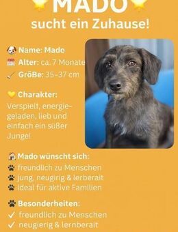 🐾 Mado sucht sein Zuhause! 🐾 - Ludwigshafen (Rhein)