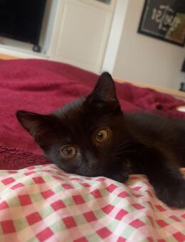 BKH/ EKH mix Kater abzugeben - Fuldabrück