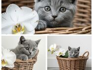 Reinrassig bkh britisch kurzhaar kitten Baby Katze blue grau blau - Bad Laasphe