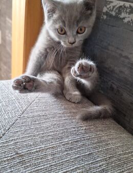 BKH kitten - Salzgitter