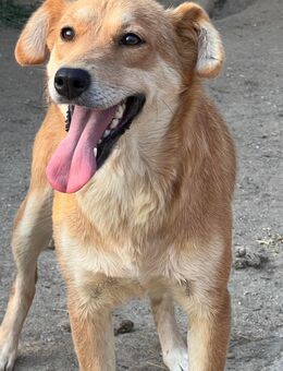 Jeni, eine tolle Hündin - Köln