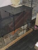 Degus in 28790