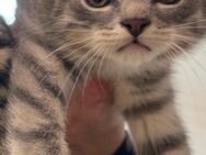BKH Kitten - Achim