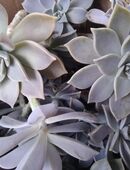 Kaktusartiges Dickblattgewächs mit Rosette: Ableger in 30159