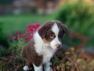 Australian Shephard Welpen - Emlichheim
