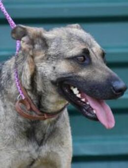 Greti VI/BI- wünscht sich ein Zuhause - Neustadt (Rübenberge)