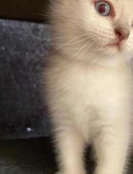 BkH Kitten Lilac/weiß Point - Bremen