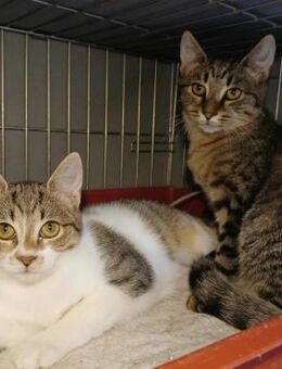 🐱 Geschwister Milo & Molly 🆘NOTFALL - Eislingen (Fils)