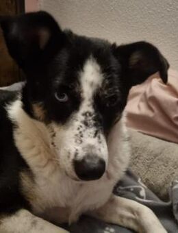 neugierige schöne Mila sucht ihr Zuhause - Kallmünz