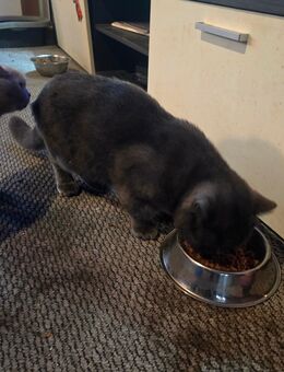 BKH Kitten Buben Grey Reinrassig - Cappeln (Oldenburg)