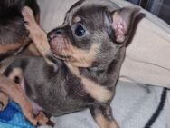 Chihuahua Prinzessin - Gaggenau