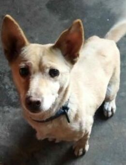 SUZIE, aufgeweckte Hündin voller Energie - Aerzen