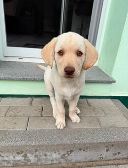 💛 Labrador Welpen in liebevolle Hände abzugeben 🤍 - Großengottern